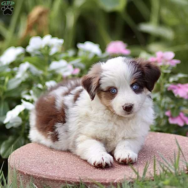 Freda, Miniature Australian Shepherd Puppy
